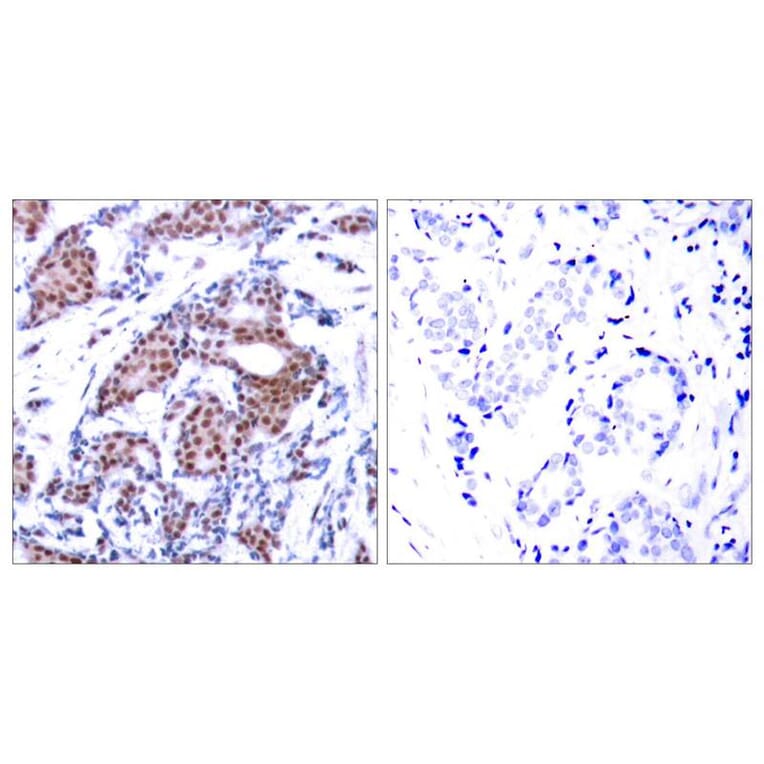 Immunohistochemistry - Elk-1 (Phospho-Ser383) Antibody from Signalway Antibody (11004) - Antibodies.com