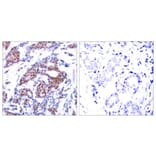 Immunohistochemistry - Elk-1 (Phospho-Ser383) Antibody from Signalway Antibody (11004) - Antibodies.com