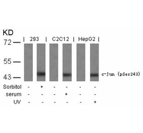 Western blot - c-Jun (Phospho-Ser243) Antibody from Signalway Antibody (11025) - Antibodies.com