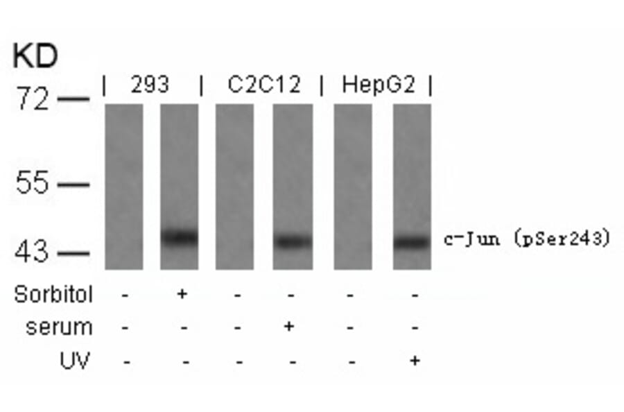 Western blot - c-Jun (Phospho-Ser243) Antibody from Signalway Antibody (11025) - Antibodies.com