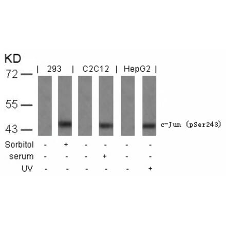 Western blot - c-Jun (Phospho-Ser243) Antibody from Signalway Antibody (11025) - Antibodies.com