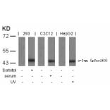 Western blot - c-Jun (Phospho-Ser243) Antibody from Signalway Antibody (11025) - Antibodies.com