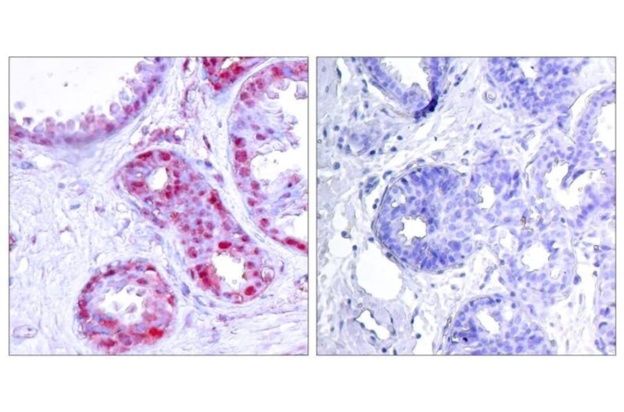 Immunohistochemistry - c-Jun (Phospho-Ser243) Antibody from Signalway Antibody (11025) - Antibodies.com