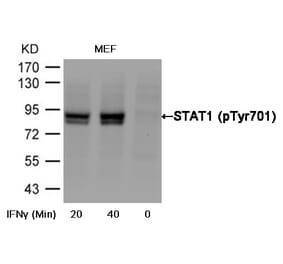Western blot - STAT1 (Phospho-Tyr701) Antibody from Signalway Antibody (11044) - Antibodies.com