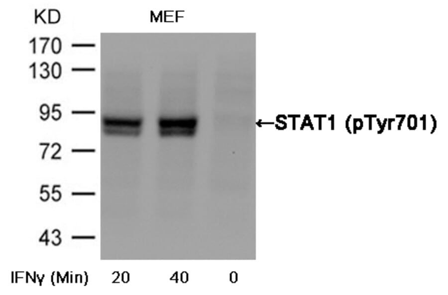 Western blot - STAT1 (Phospho-Tyr701) Antibody from Signalway Antibody (11044) - Antibodies.com