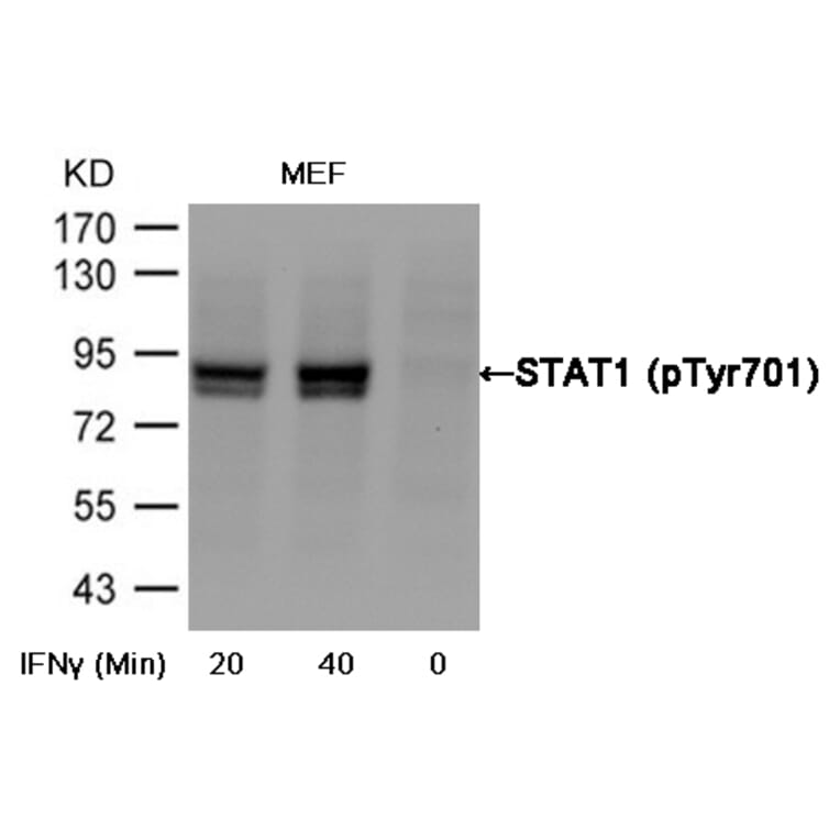 Western blot - STAT1 (Phospho-Tyr701) Antibody from Signalway Antibody (11044) - Antibodies.com