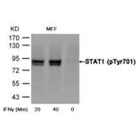 Western blot - STAT1 (Phospho-Tyr701) Antibody from Signalway Antibody (11044) - Antibodies.com