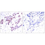 Immunohistochemistry - STAT1 (Phospho-Tyr701) Antibody from Signalway Antibody (11044) - Antibodies.com