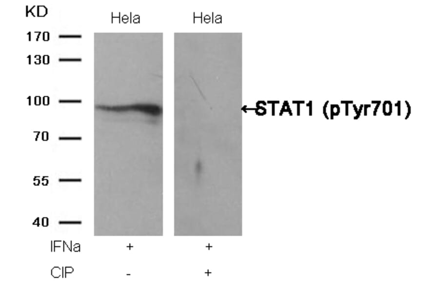 Western blot - STAT1 (Phospho-Tyr701) Antibody from Signalway Antibody (11044) - Antibodies.com