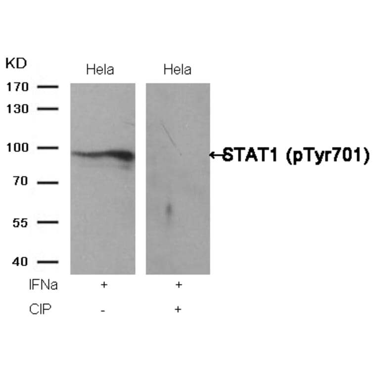 Western blot - STAT1 (Phospho-Tyr701) Antibody from Signalway Antibody (11044) - Antibodies.com