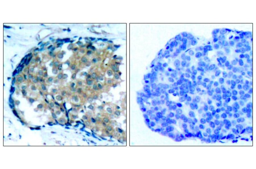 Immunohistochemistry - Ezrin (Phospho-Tyr353) Antibody from Signalway Antibody (11063) - Antibodies.com