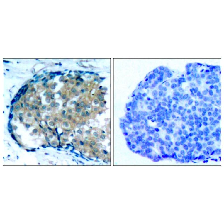 Immunohistochemistry - Ezrin (Phospho-Tyr353) Antibody from Signalway Antibody (11063) - Antibodies.com