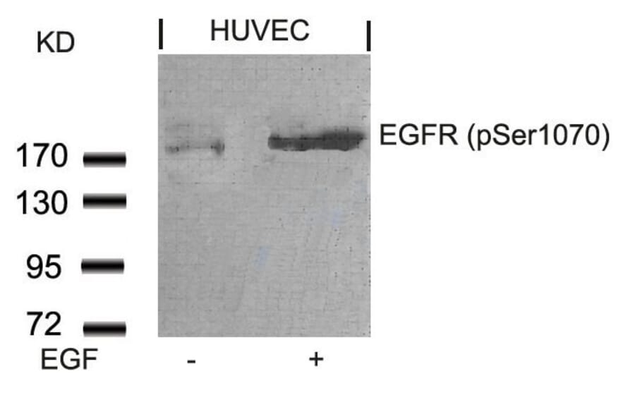 Western blot - EGFR (Phospho-Ser1070) Antibody from Signalway Antibody (11080) - Antibodies.com