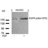 Western blot - EGFR (Phospho-Ser1070) Antibody from Signalway Antibody (11080) - Antibodies.com
