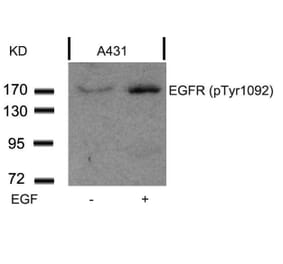Western blot - EGFR (Phospho-Tyr1092) Antibody from Signalway Antibody (11081) - Antibodies.com