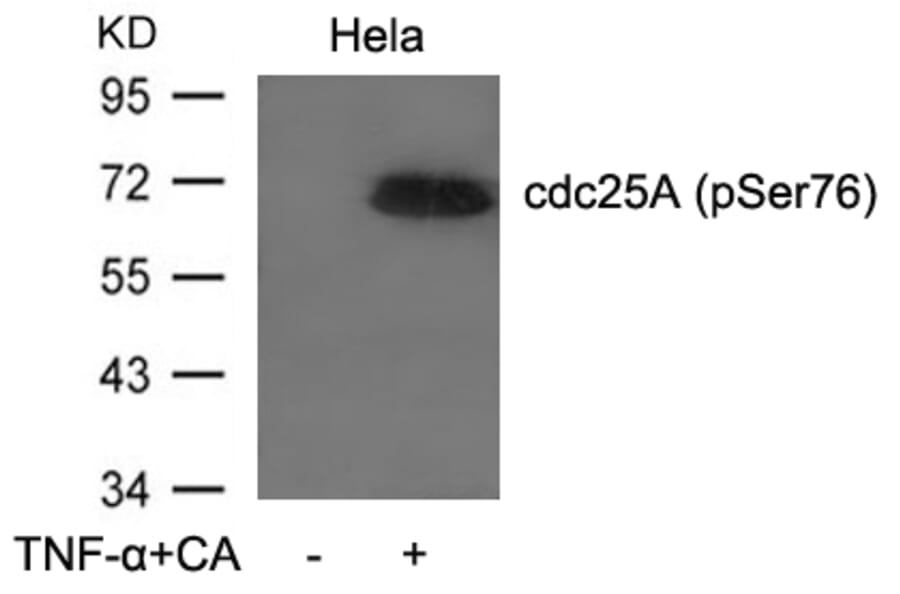 Western blot - cdc25A (Phospho-Ser76) Antibody from Signalway Antibody (11138) - Antibodies.com