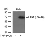Western blot - cdc25A (Phospho-Ser76) Antibody from Signalway Antibody (11138) - Antibodies.com