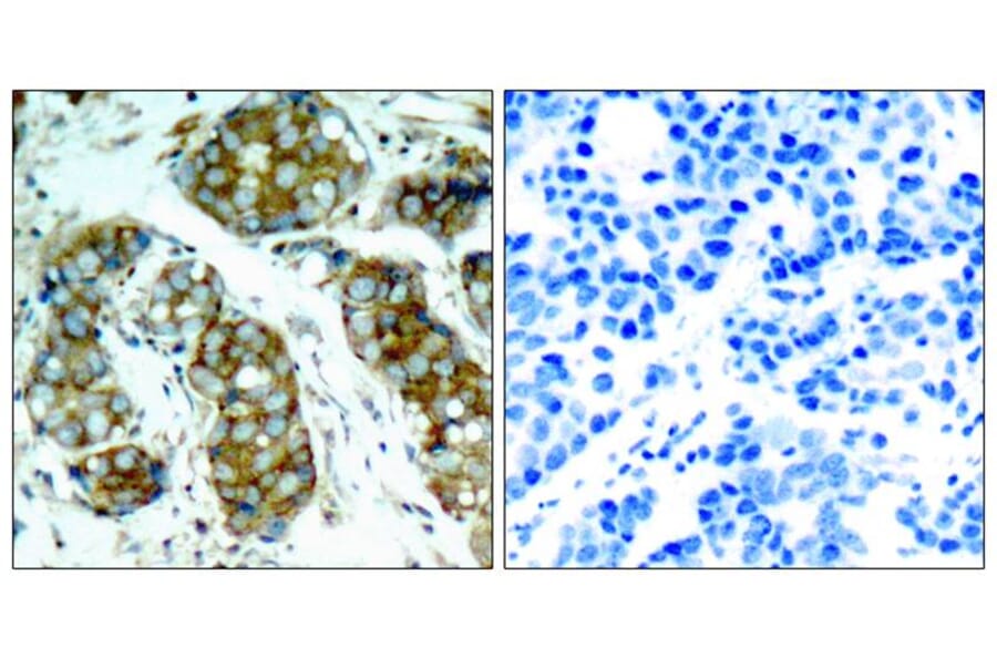 Immunohistochemistry - cdc25A (Phospho-Ser76) Antibody from Signalway Antibody (11138) - Antibodies.com