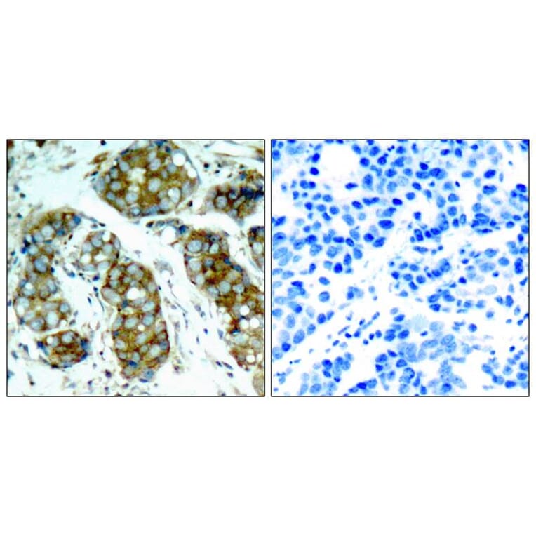 Immunohistochemistry - cdc25A (Phospho-Ser76) Antibody from Signalway Antibody (11138) - Antibodies.com
