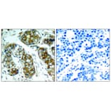 Immunohistochemistry - cdc25A (Phospho-Ser76) Antibody from Signalway Antibody (11138) - Antibodies.com