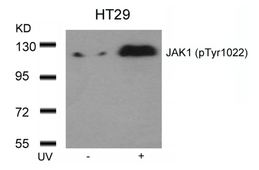 Western blot - JAK1 (Phospho-Tyr1022) Antibody from Signalway Antibody (11149) - Antibodies.com