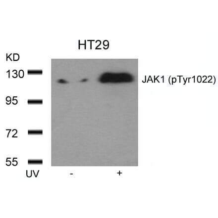 Western blot - JAK1 (Phospho-Tyr1022) Antibody from Signalway Antibody (11149) - Antibodies.com