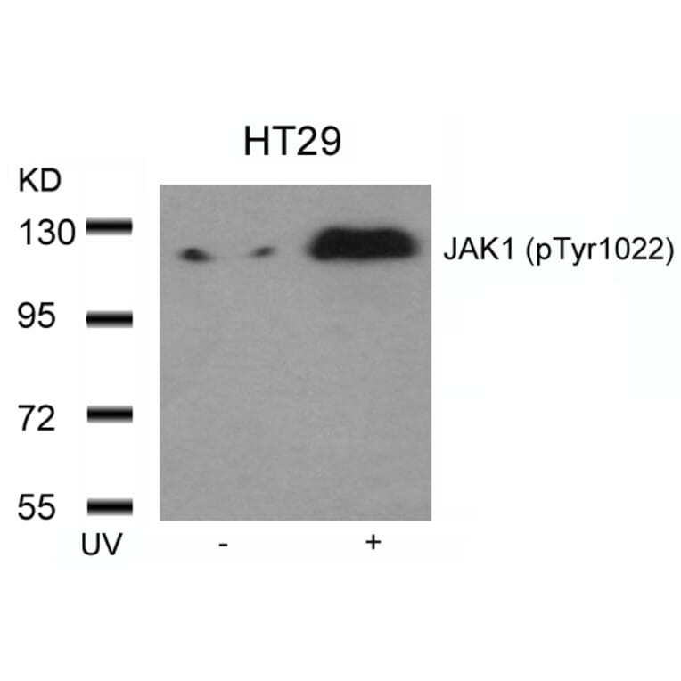 Western blot - JAK1 (Phospho-Tyr1022) Antibody from Signalway Antibody (11149) - Antibodies.com
