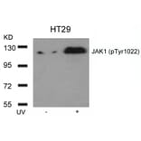 Western blot - JAK1 (Phospho-Tyr1022) Antibody from Signalway Antibody (11149) - Antibodies.com