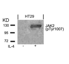 Western blot - Jak2 (Phospho-Tyr1007) Antibody from Signalway Antibody (11151) - Antibodies.com