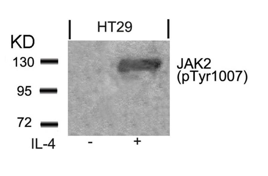Western blot - Jak2 (Phospho-Tyr1007) Antibody from Signalway Antibody (11151) - Antibodies.com