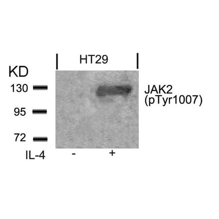 Western blot - Jak2 (Phospho-Tyr1007) Antibody from Signalway Antibody (11151) - Antibodies.com