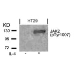 Western blot - Jak2 (Phospho-Tyr1007) Antibody from Signalway Antibody (11151) - Antibodies.com