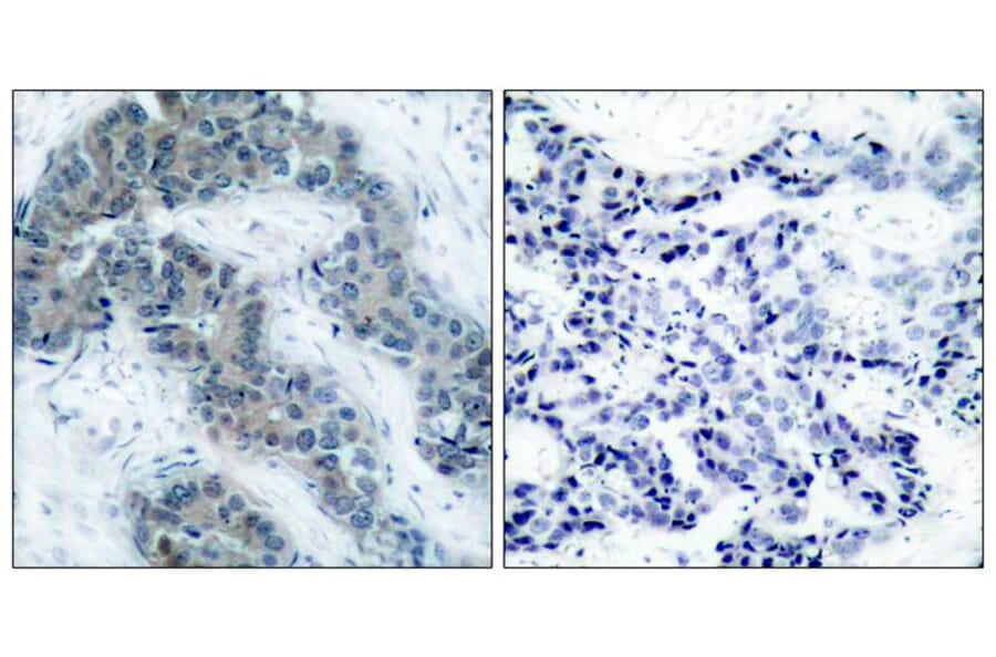 Immunohistochemistry - Jak2 (Phospho-Tyr1007) Antibody from Signalway Antibody (11151) - Antibodies.com