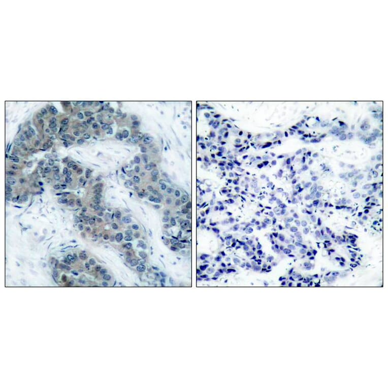 Immunohistochemistry - Jak2 (Phospho-Tyr1007) Antibody from Signalway Antibody (11151) - Antibodies.com
