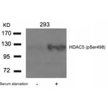 Western blot - HDAC5 (Phospho-Ser498) Antibody from Signalway Antibody (11193) - Antibodies.com