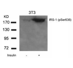 Western blot - IRS-1 (Phospho-Ser636) Antibody from Signalway Antibody (11230) - Antibodies.com