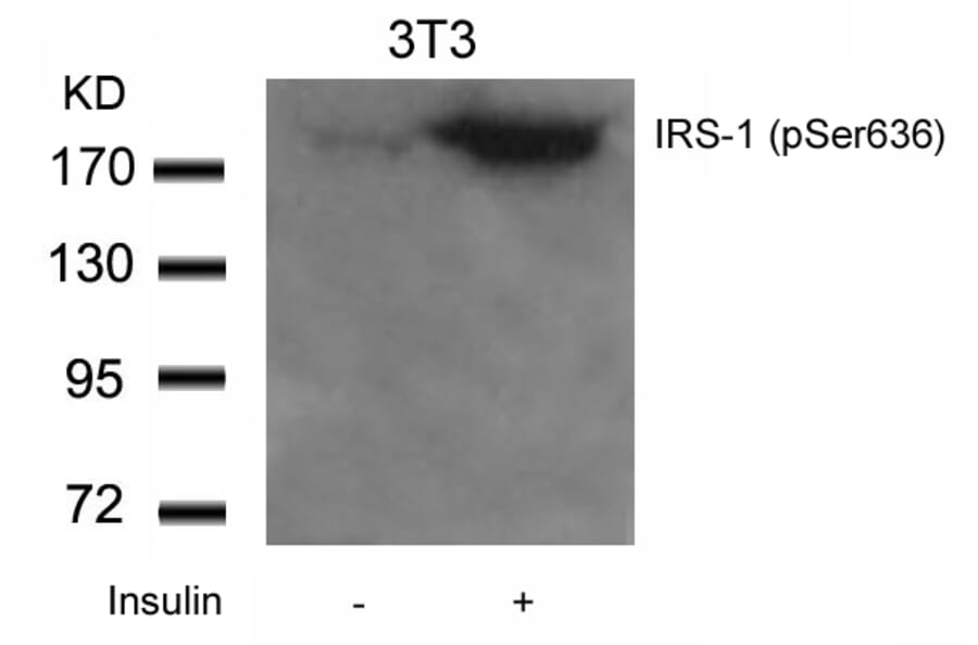 Western blot - IRS-1 (Phospho-Ser636) Antibody from Signalway Antibody (11230) - Antibodies.com