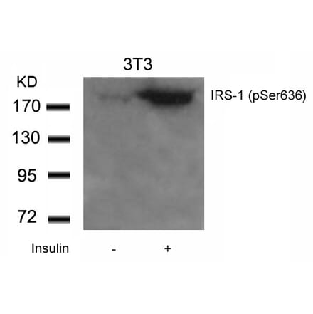 Western blot - IRS-1 (Phospho-Ser636) Antibody from Signalway Antibody (11230) - Antibodies.com