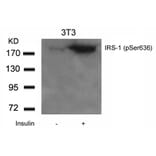 Western blot - IRS-1 (Phospho-Ser636) Antibody from Signalway Antibody (11230) - Antibodies.com