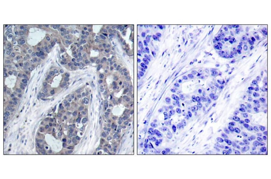 Immunohistochemistry - IRS-1 (Phospho-Ser636) Antibody from Signalway Antibody (11230) - Antibodies.com