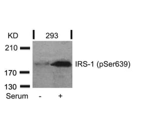 Western blot - IRS-1 (Phospho-Ser639) Antibody from Signalway Antibody (11231) - Antibodies.com