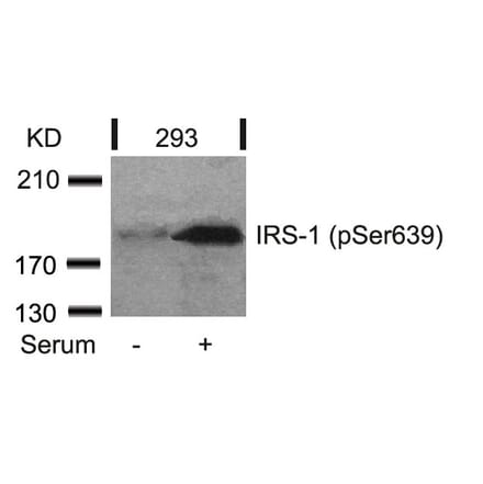 Western blot - IRS-1 (Phospho-Ser639) Antibody from Signalway Antibody (11231) - Antibodies.com