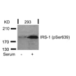 Western blot - IRS-1 (Phospho-Ser639) Antibody from Signalway Antibody (11231) - Antibodies.com