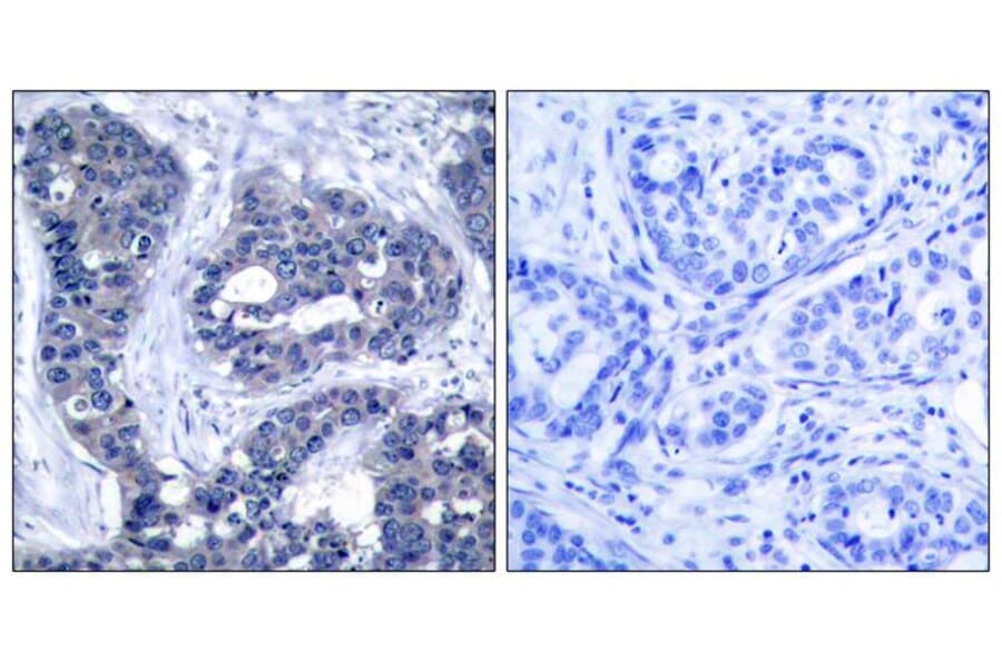 Immunohistochemistry - IRS-1 (Phospho-Ser639) Antibody from Signalway Antibody (11231) - Antibodies.com