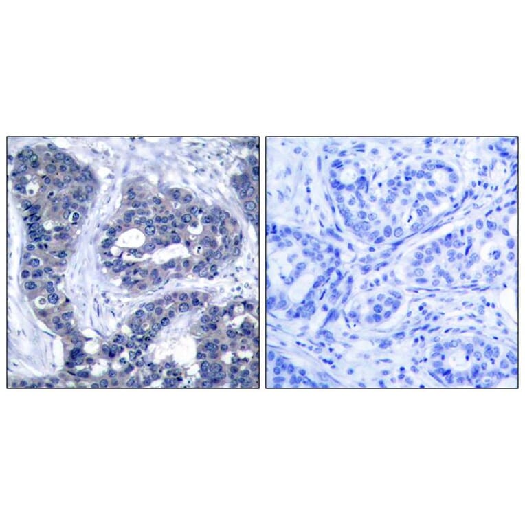 Immunohistochemistry - IRS-1 (Phospho-Ser639) Antibody from Signalway Antibody (11231) - Antibodies.com
