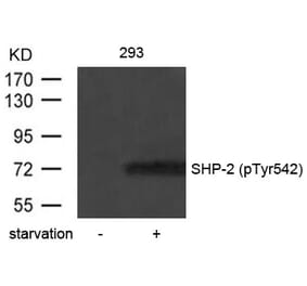 Western blot - SHP-2 (Phospho-Tyr542) Antibody from Signalway Antibody (11319) - Antibodies.com