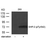 Western blot - SHP-2 (Phospho-Tyr542) Antibody from Signalway Antibody (11319) - Antibodies.com