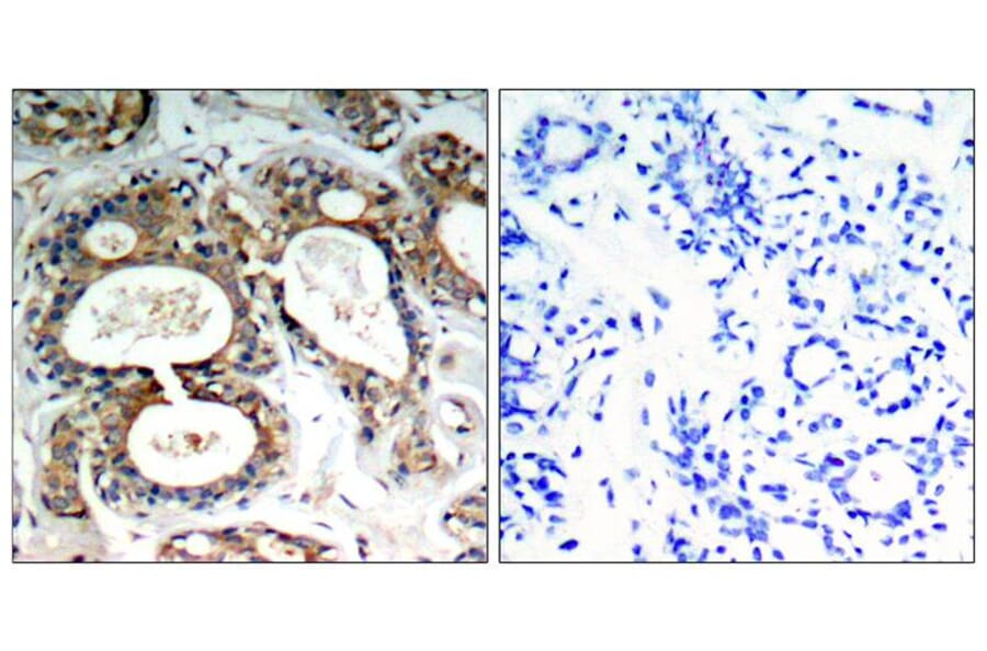 Immunohistochemistry - SHP-2 (Phospho-Tyr542) Antibody from Signalway Antibody (11319) - Antibodies.com