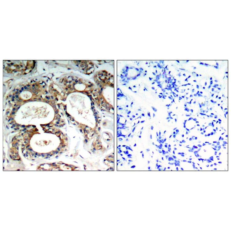 Immunohistochemistry - SHP-2 (Phospho-Tyr542) Antibody from Signalway Antibody (11319) - Antibodies.com