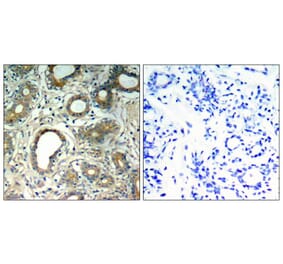 Immunohistochemistry - SHP-2 (Phospho-Tyr580) Antibody from Signalway Antibody (11320) - Antibodies.com